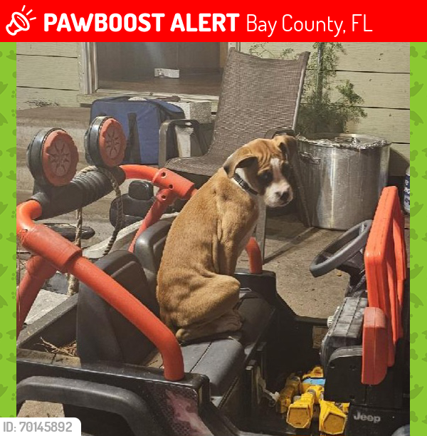 Lost Male Dog last seen Owenwood, Bay County, FL 32438