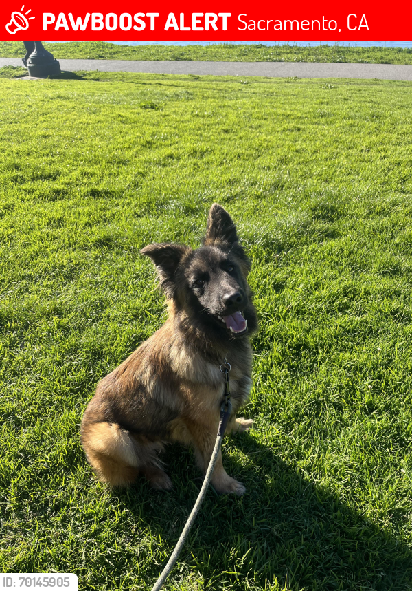 Lost Male Dog last seen 37th and San Leandro, Oakland, CA 94601