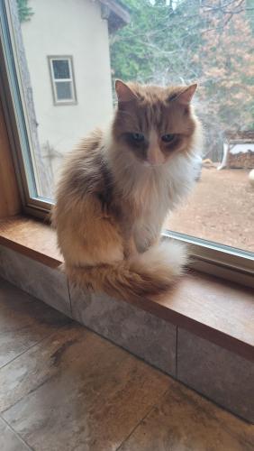 Lost Male Cat last seen King of the Mountain rd, Pollock Pines, CA 95726