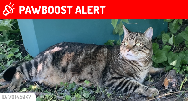 Lost Male Cat last seen 7 Mile & Division, Plainfield charter Township, MI 49321
