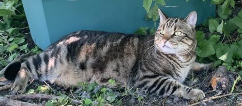 Lost Male Cat last seen 7 Mile & Division, Plainfield charter Township, MI 49321