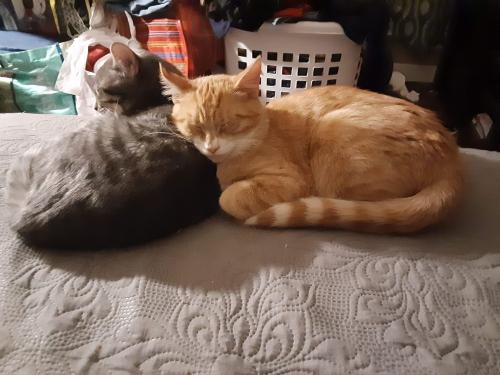Lost Male Cat last seen By 4th and Kishwaukee dt, Rockford, IL 61104