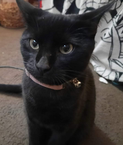 Lost Male Cat last seen 9th West and Atherton Drive, Taylorsville, UT 84123