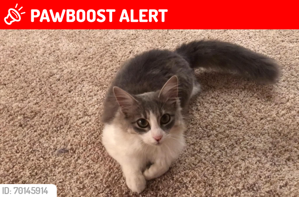 Lost Female Cat last seen Cherry Laurel Dr, Spring, Texas 77386, Montgomery County, TX 77386