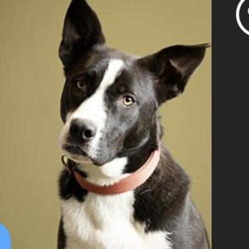 Lost Female Dog last seen Riggs Rd and Galbraith school rd, Knoxville, TN 37920