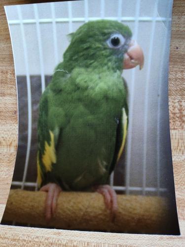 Lost Unknown Bird last seen Snow Rd. and Stumph Rd., Parma Heights, OH 44130