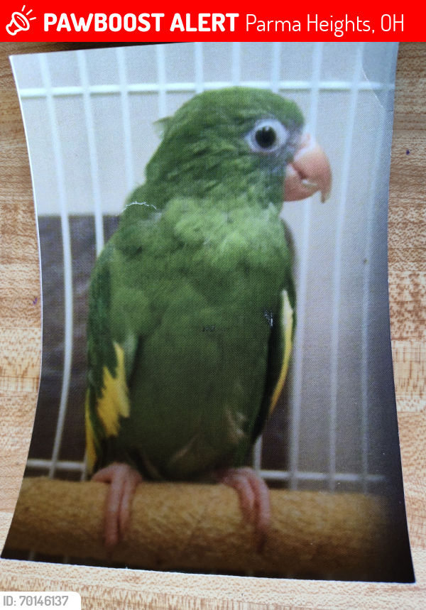 Lost Unknown Bird last seen Snow Rd. and Stumph Rd., Parma Heights, OH 44130