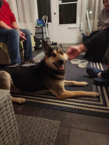 Found/Stray Male Dog last seen Cole road galloway ohio, Franklin County, OH 43228