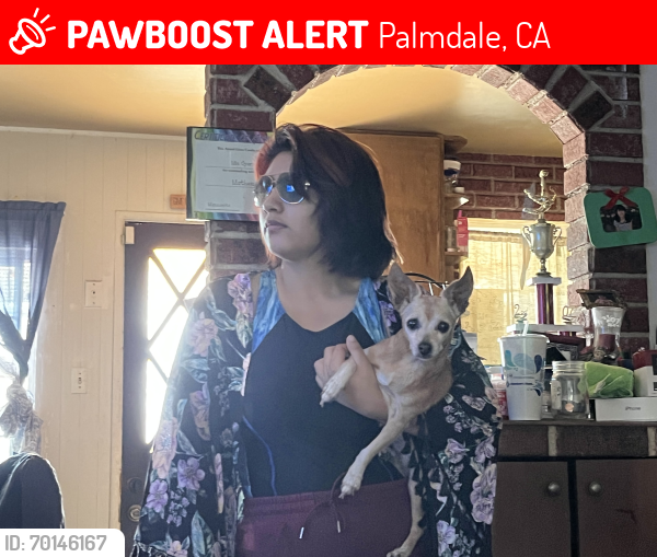 Lost Female Dog last seen 31st St East and Ave Q, Palmdale, CA 93550