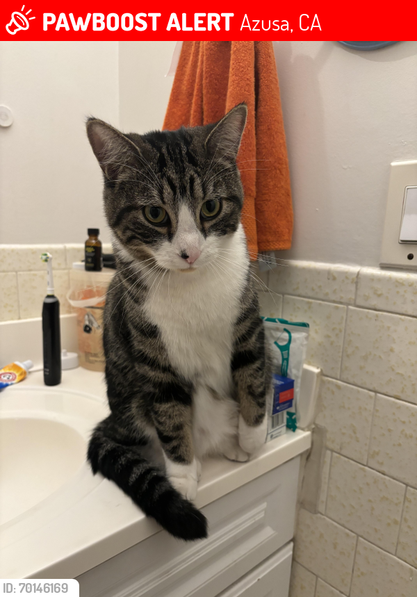 Lost Male Cat last seen By Zacatecas park on S Virginia, Azusa, CA 91702