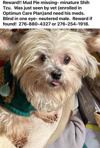 Lost Male Dog last seen Farragut Tn, Castlewood, VA 24224