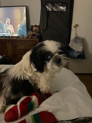 Lost Male Dog last seen Leopard and starlite in calallen Westwood dr, Corpus Christi, TX 78410