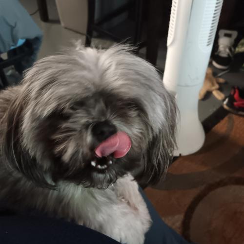 Lost Female Dog last seen Simpson Rd and 192, Kissimmee, FL 34744