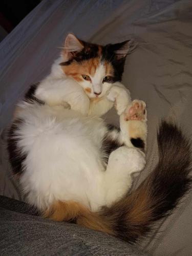 Lost Female Cat last seen Harbor drive at the end of the road , Oak Grove, KY 42262