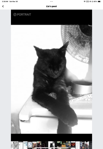 Lost Male Cat last seen OiD Dixie highway And 8th street, Vero Beach, FL 32960