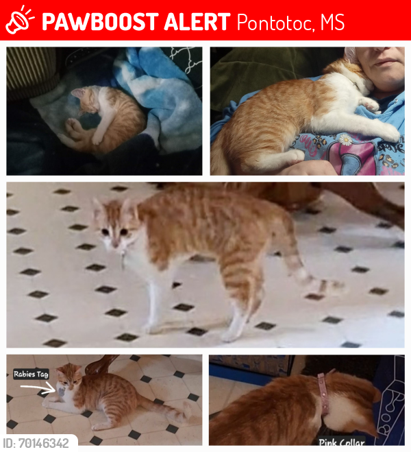 Lost Female Cat last seen highway 15 and Carter lane , Pontotoc, MS 38863