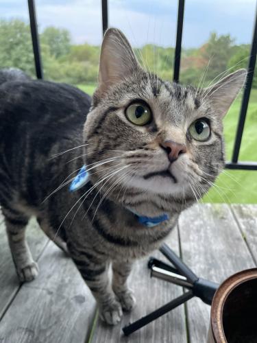Lost Male Cat last seen Riley st & 120th, Holland Charter Township, MI 49424
