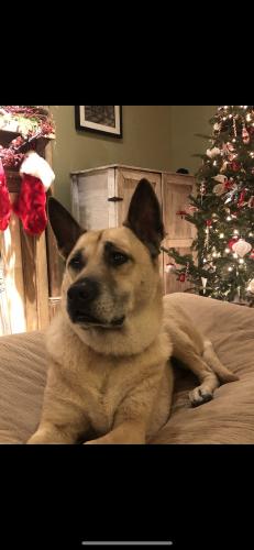 Lost Female Dog last seen Grayland and Colonial , Richmond, VA 23221