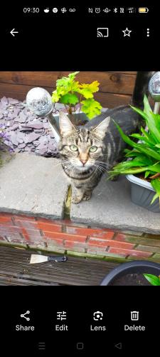 Lost Female Cat last seen Stoke lane, Burton Joyce, England NG14 5HT