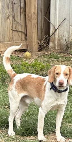 Lost Male Dog last seen Waynesboro, Waynesboro, VA 22980