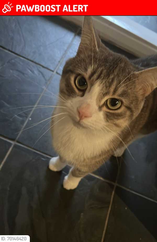 Lost Male Cat last seen Yeading Hayes, Greater London, England UB4