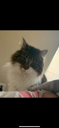 Lost Female Cat last seen Old Camp st, Linden Oaks, NC 28326