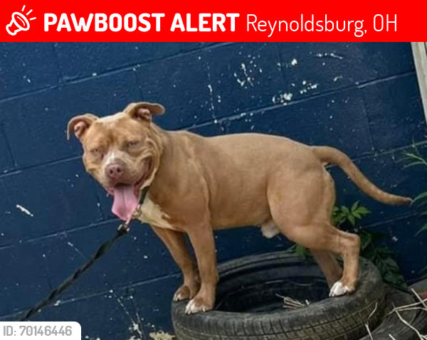 Lost Male Dog last seen Livingston , Reynoldsburg, OH 43068