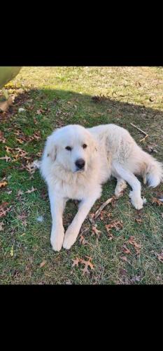 Lost Male Dog last seen Rock Cliff before Vocational school, Foster, WV 25081