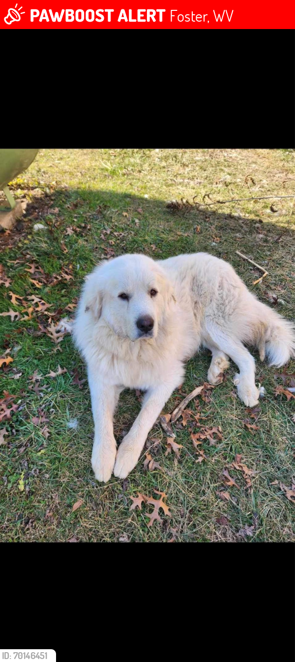 Lost Male Dog last seen Rock Cliff before Vocational school, Foster, WV 25081