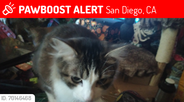 Lost Male Cat last seen West Muirlands, San Diego, CA 92037