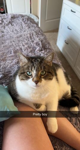 Lost Male Cat last seen The Gramercy apmt area. Santorini Rd , New Albany, OH 43054