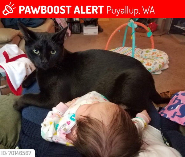 Lost Male Cat last seen 128th and South Meridian near Rogers High School, Puyallup, WA 98373