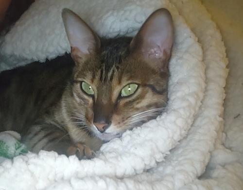 Lost Female Cat last seen Hillandale Ave. and Hanvey Rd., Columbus, OH 43229