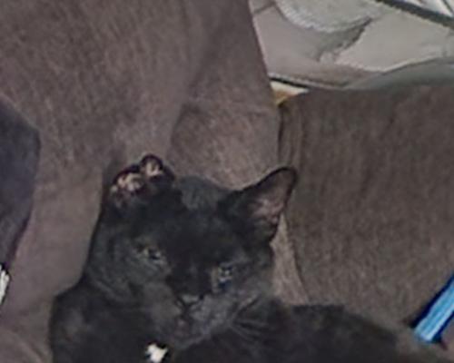 Lost Male Cat last seen 128th and South Meridian near Rogers High School, Puyallup, WA 98373