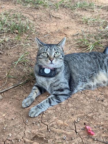 Lost Female Cat last seen Near old oak ridge rd, Greensboro, NC 27410