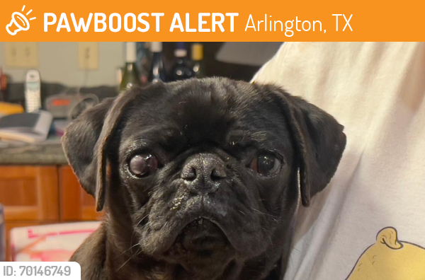 Rehomed Female Dog last seen Chalice Road and New York Avenue in Arlington, TX, Arlington, TX 76014