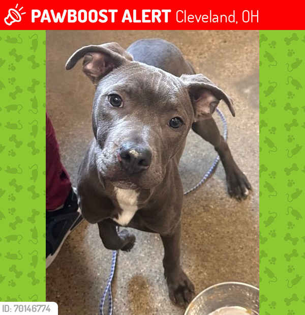 Lost Female Dog last seen Between Fulton and West 58th, Cleveland, OH 44144