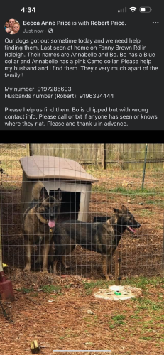 Lost Female Dog last seen Near Fanny Brown Rd Raleigh NC 27693, Raleigh, NC 27603