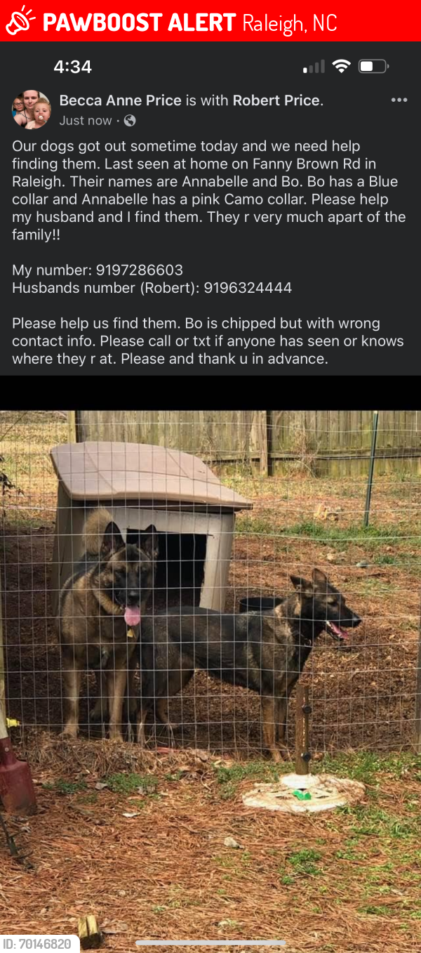 Lost Female Dog last seen Near Fanny Brown Rd Raleigh NC 27693, Raleigh, NC 27603