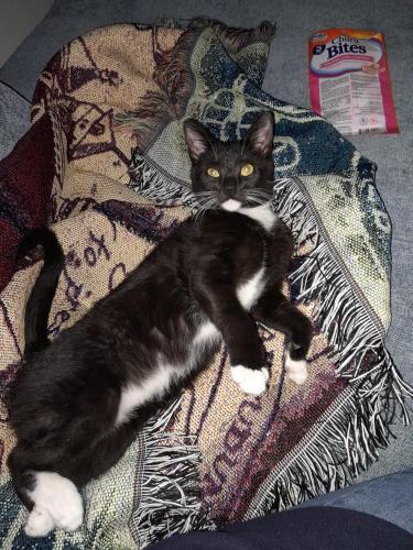 Lost Male Cat last seen Farrington dr and Cleveland road , Clayton, NC 27520