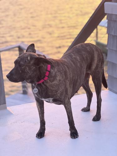 Lost Female Dog last seen Tidal drive, Loveladies , Harvey Cedars, NJ 08008