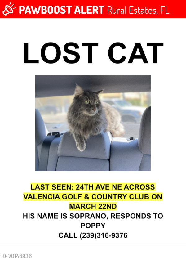 Lost Male Cat last seen Across Valencia golf & country club, Rural Estates, FL 34120