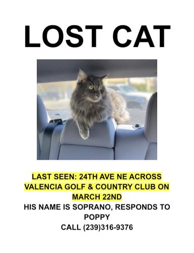 Lost Male Cat last seen Across Valencia golf & country club, Rural Estates, FL 34120
