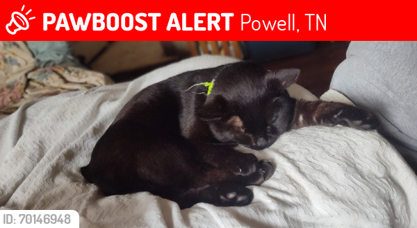 Lost Male Cat last seen Harmon/brickyard/ Ewing area , Powell, TN 37849