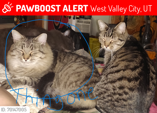 Lost Male Cat last seen Near south redwood road, West Valley City, UT 84119
