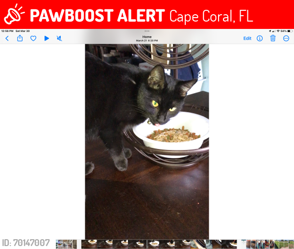 Lost Female Cat last seen NE 23rd Ave and NE 23rd Terr, Cape Coral, FL 33909