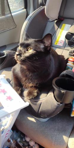 Lost Male Cat last seen Sheets grand ave, Cumberland, MD 21502
