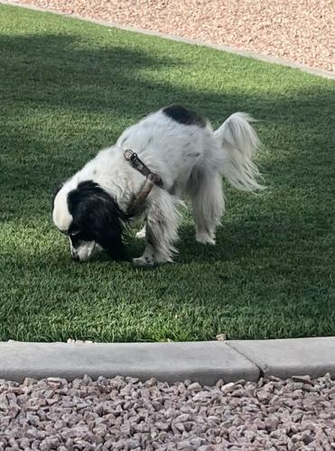 Lost Male Dog last seen Near s extension rd mesa az 85210, Mesa, AZ 85210