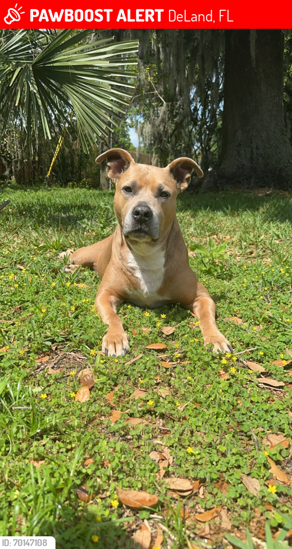 Lost Male Dog last seen Quail Hollow on the River and Hontoon , DeLand, FL 32720
