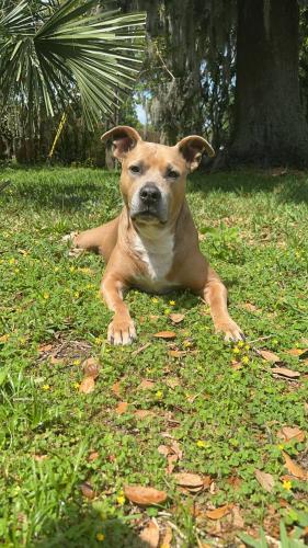 Lost Male Dog last seen Quail hollow on the river, DeLand, FL 32720